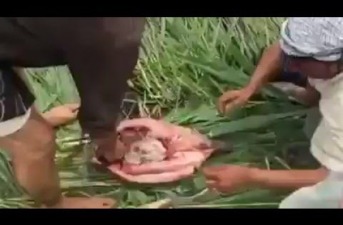لماذا لا يغسل السمك قبل شوائه ؟؟