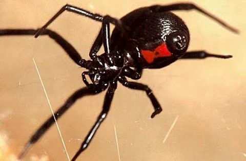 الوقاية من عنكبوت الارملة السوداء بطرق بسيطة