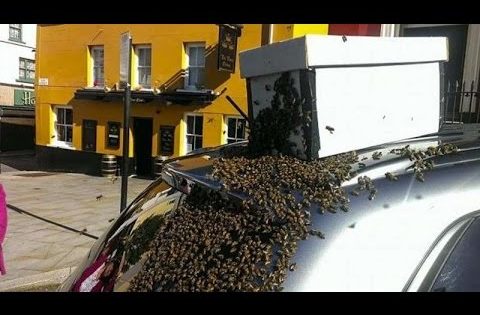 20 الف نحلة تطارد سيارة لإستعادة الملكة