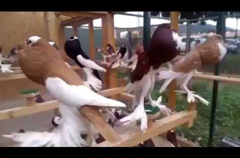 اجمل طيور الزينة في العالم