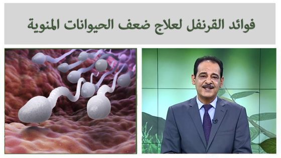 فوائد القرنفل لعلاج ضعف وتشوه الحيوانات المنوية مع خبير الاعشاب حسن خليفة