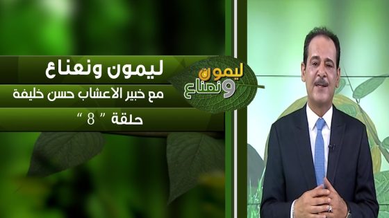 برنامج ليمون ونعناع | الحلقة 8 مع خبير الاعشاب حسن خليفة 10-8-2018