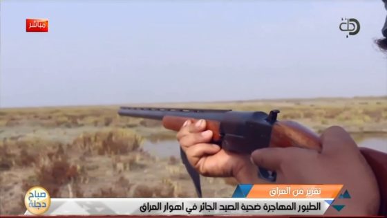 الطيور المهاجرة ضحية الصيد الجائر في اهوار العراق