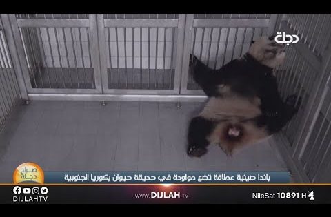 شاهد .. لحظة ولادة صغير الباندا