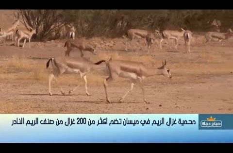 ميسان .. محمية الريم توفر البيئة المناسبة لأكثر من 200 غزال نادر