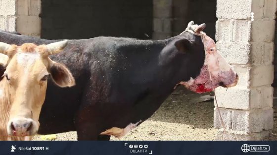 ديالى.. جريمة “غريبة” تستهدف الحيوان ثأرا ونكاية بالإنسان