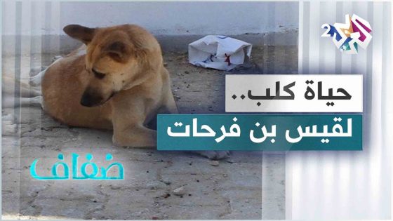 حياة كلب لقيس بن فرحات.. الصورة الواقعية في خدمة قضية نبيلة