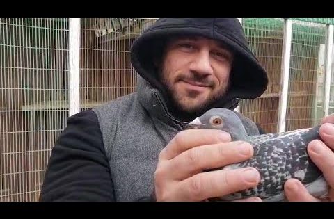 احمد مكى يعالج حمامه بعد ماضربها طير جارح وكانت بتموت