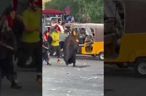 حجية عراقية تتظاهر بالهلاهل
