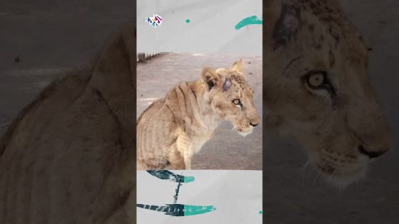 حماة الحياة البرية | مبادرة سودانية لإنقاذ حيوانات الحديقة الرسمية