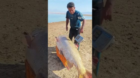 سمكة عملاقة في بحيرة دوكان #العراق #سمكة