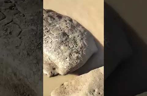 انخفاض مياه نهر دجلة #العراق #دجلة