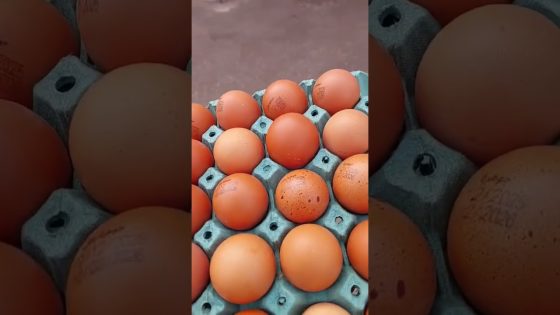 اسعار البيض ترتفع في العراق