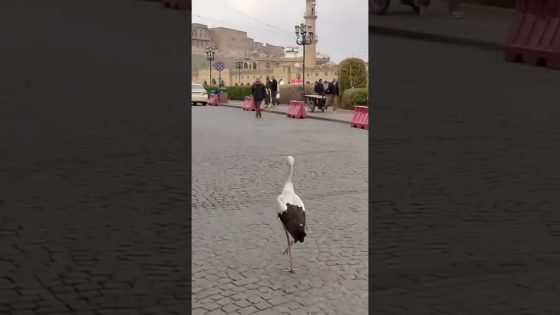 طائر اللقلق يتجول في ارييل العراق #لقلق #طائر